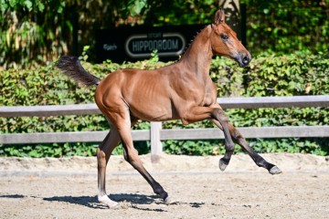paard-1397434.jpg