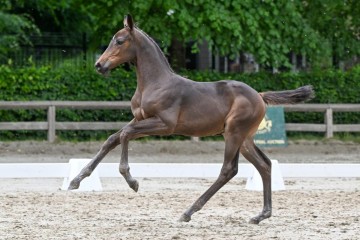 paard-14-0133932.jpg