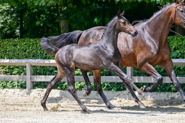 paard-14-3.jpg