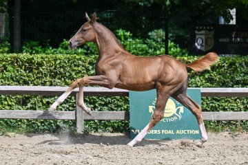 paard-14-galop-fra2188.jpg