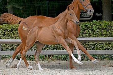 paard-147654.jpg
