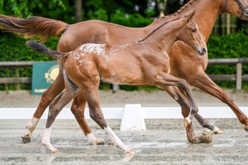 paard-15-0022634.jpg