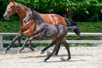 paard-15-3.jpg