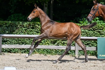 paard-15-galop-fra2804.jpg