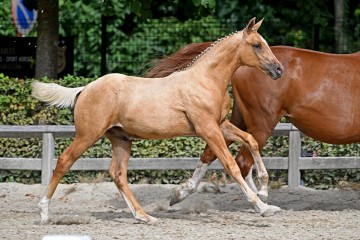 paard-15963.jpg