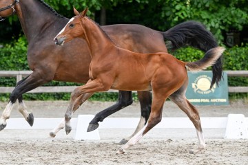 paard-16-0063102.jpg