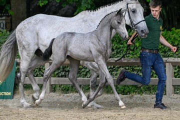 paard-16-2025-05-24-372379-candy-draf.jpg