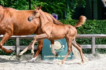 paard-16-3.jpg