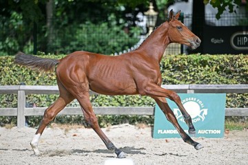 paard-166159.jpg