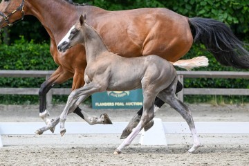 paard-17-0326533-lr.jpg