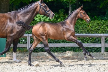 paard-17-3.jpg