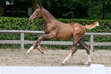 paard-17-galop-fra5856.jpg