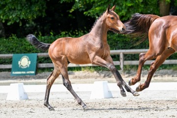 paard-18-0296088.jpg
