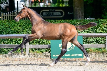 paard-18-3.jpg