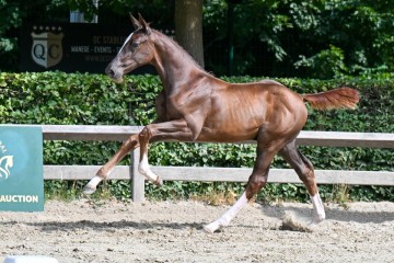 paard-18-galop-fra0924.jpg