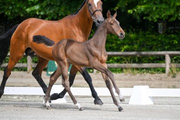 paard-19-0012529-lr.jpg