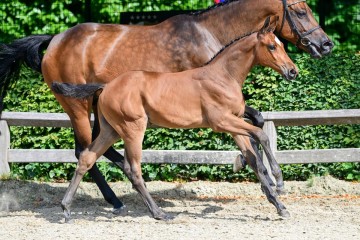 paard-19-3.jpg