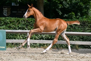 paard-19-galop-fra0668.jpg