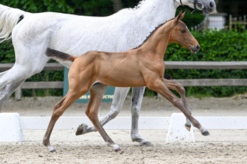 paard-2-0336711.jpg