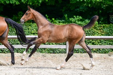 paard-2-3.jpg