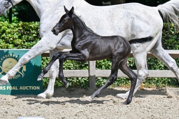paard-2-galop-fra2630.jpg