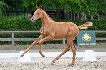 paard-20-0144074.jpg