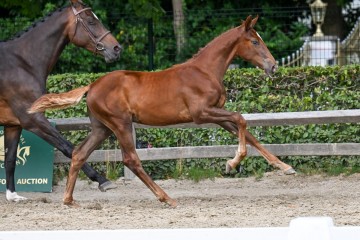 paard-20-galop-fra4701.jpg