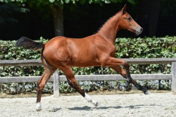 paard-20180807-ga60044.jpg