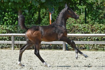 paard-20180807-ga60224.jpg