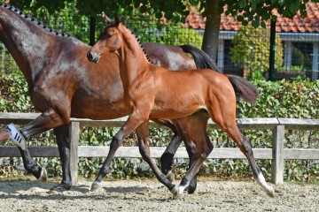 paard-20180807-ga68658.jpg