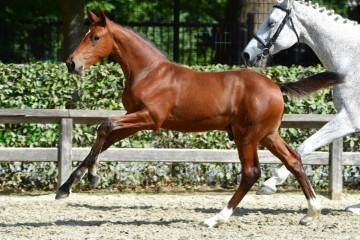 paard-20180807-ga68831.jpg