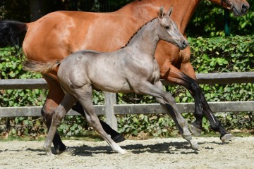 paard-20180807-ga68878.jpg