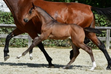 paard-20180807-ga69152.jpg