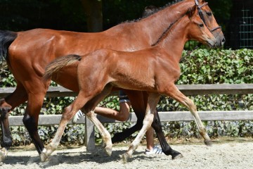 paard-20180807-ga69373.jpg