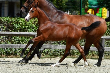 paard-20180807-ga69706.jpg