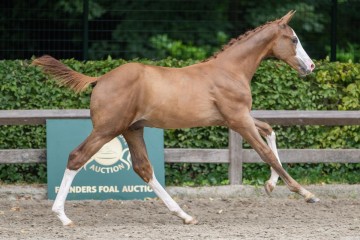 paard-202024-07-06-224930.jpg
