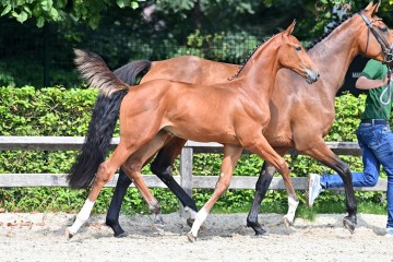 paard-20210821-ga70087.jpg
