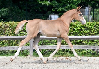 paard-20210821-ga70162.jpg