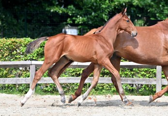 paard-20210821-ga70263.jpg