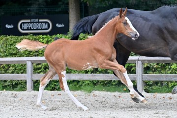 paard-20210821-ga70687.jpg