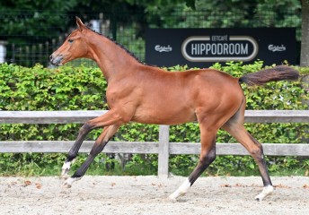 paard-20210821-ga70870.jpg