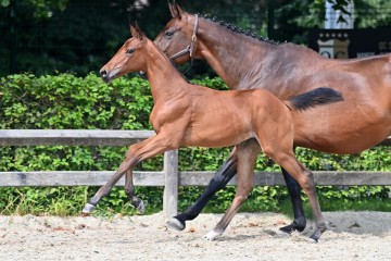 paard-20210821-ga70904.jpg