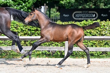 paard-20210821-ga79422.jpg