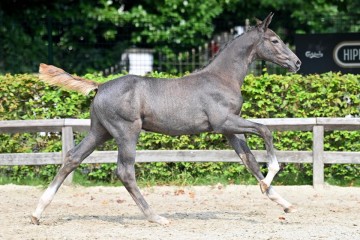 paard-20210821-ga79740.jpg