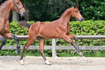 paard-20210821-ga79850.jpg