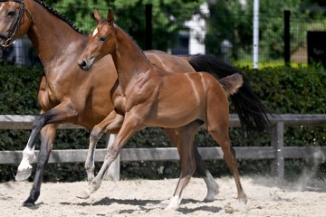 paard-20220727-pf20847.jpg