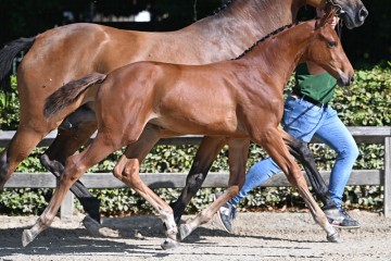 paard-20220727-pf27334.jpg