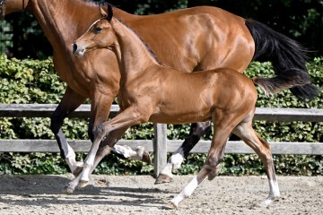 paard-20220727-pf27635.jpg