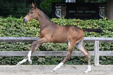 paard-20220727-pf27863.jpg