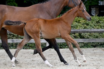 paard-20220727-pf28666.jpg